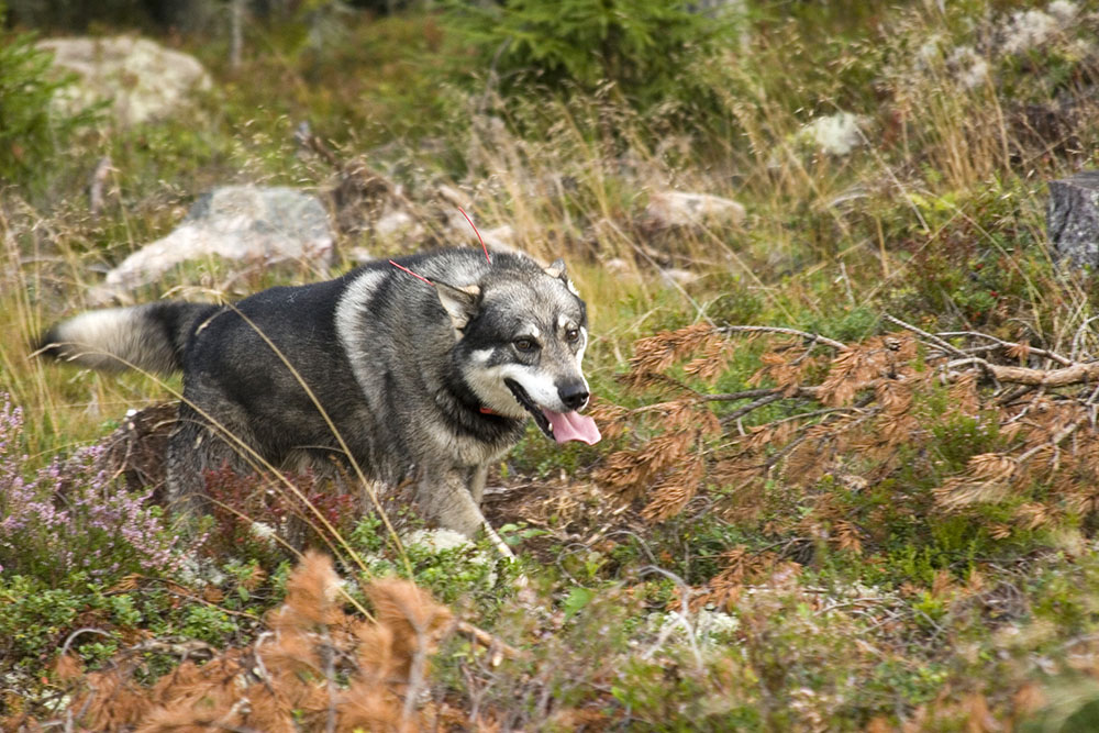 Jämthunden stärker sin ställning ytterligare, som den näst populäraste hundrasen i landet. Den ökar också mest av jakthundsraserna. Foto: Olle Olsson