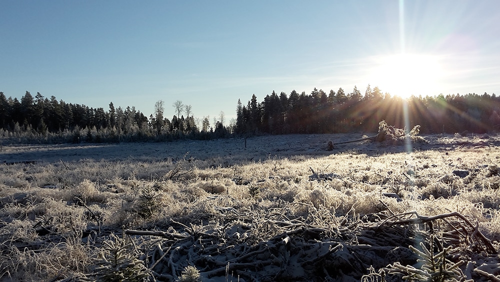 Behaget av en strålande eftermiddag med härliga drevskall förbyttes i funderingar över hur vi jägare agerar när ett skadskjutet vilt ska letas upp. Foto: Privat
