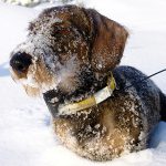 Hos hundar finns sex olika allergener. I dag kan man testa hunden för de tre första. Foto: Olle Olsson