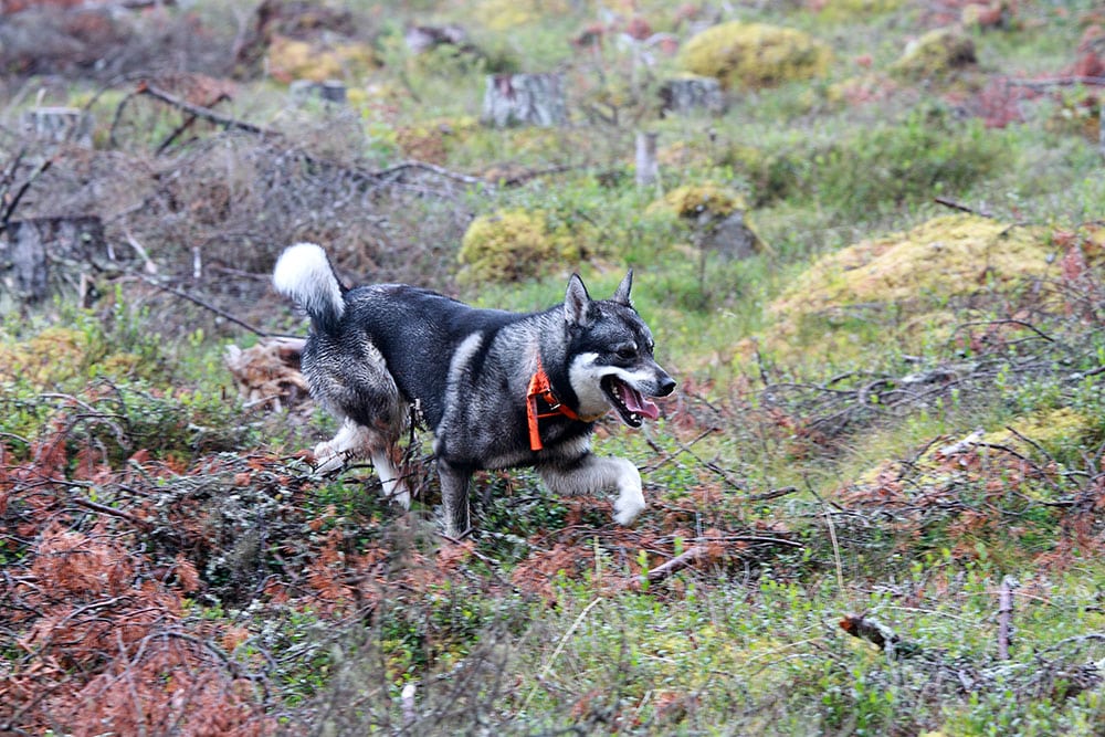 Jämthunden är inte bara Finlands populäraste älghund, den passerade under fjolåret även den finska stövaren i antal registreringar. Foto: Olle Olsson