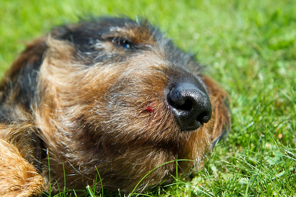 Ny forskning visar att det varken gör till eller från att ge en ormbiten hund kortison. Foto: Olle Olsson