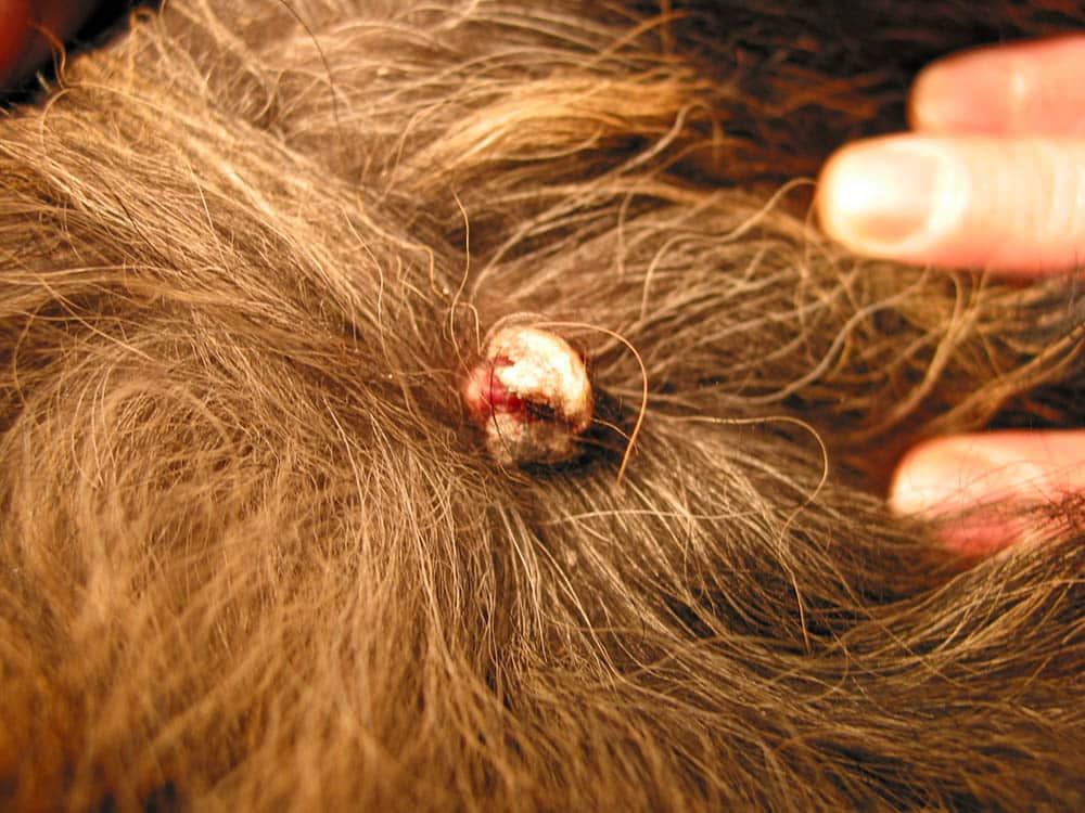 Aterom är en slags cysta, eller tumör, som utgår från en hårsäck. Foto: Babette Baddaky