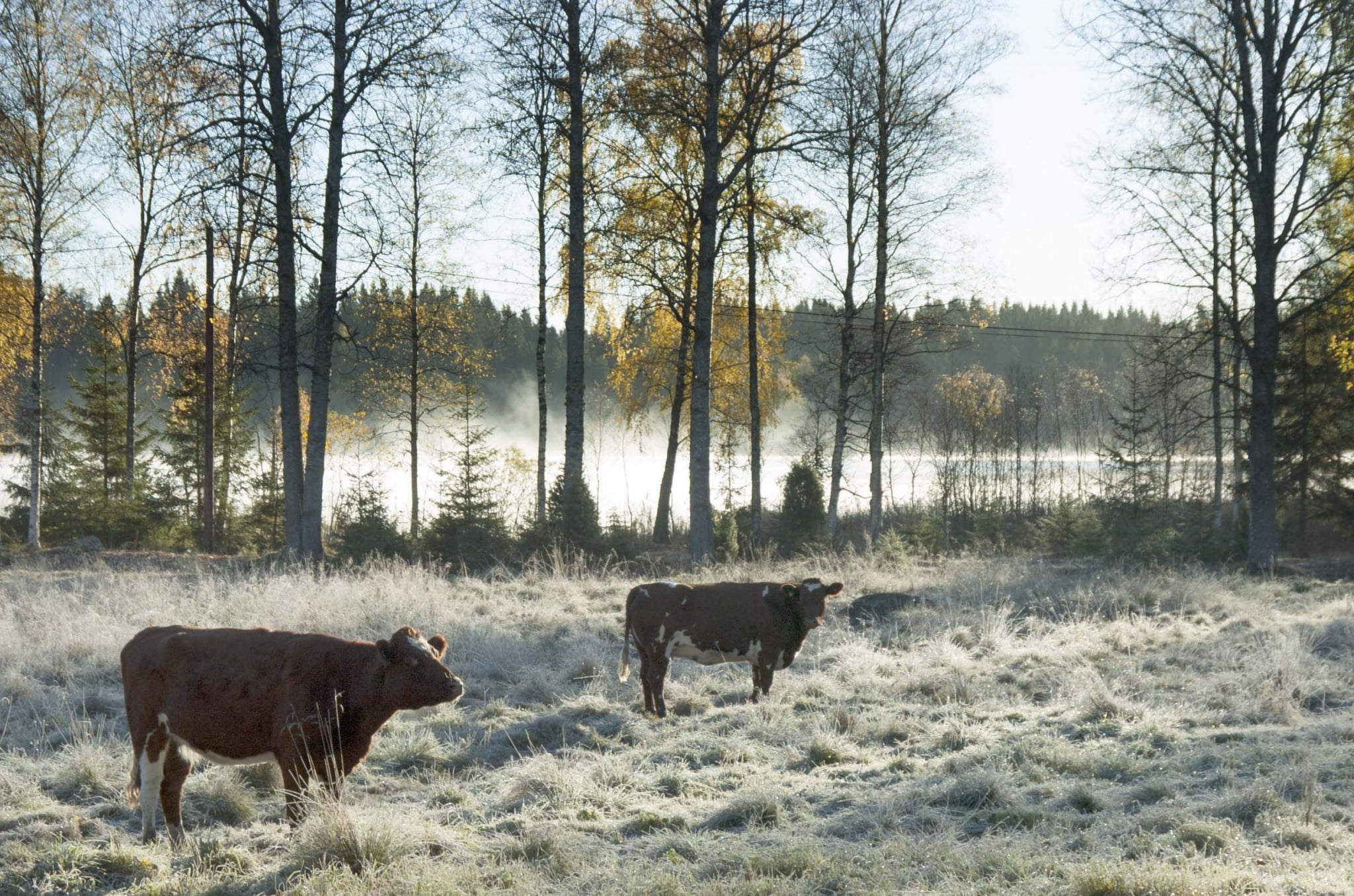 Utan betande djur är landsbygden snart ett minne blott, enligt debattören. Foto: Mari Ermeland