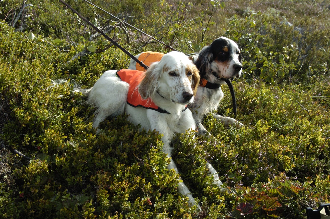 Härnäst ska avtalsförslaget behandlas av Fuglehundstingen i Norge. Foto: Jan Henricson