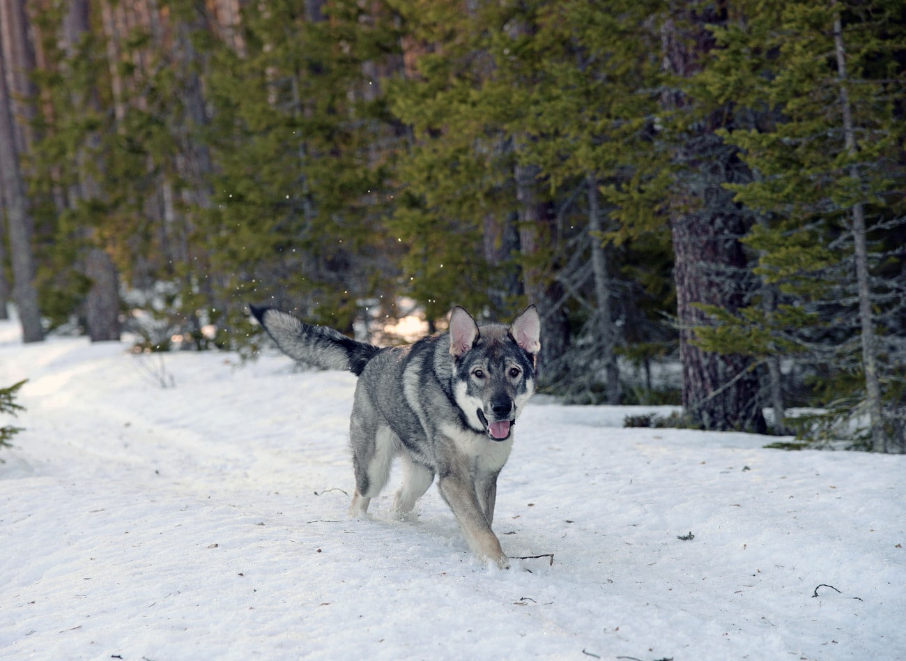 Att jaga med löshund i februari är inte förenligt med god jaktetik, skriver debattören. Foto: Lars-Henrik Andersson