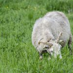 När fåren inte längre betar i hagarna växer de igen. Tusentals arter är beroende av dessa miljöer. Foto: Martin Källberg