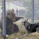 Stort självförtroende och mod. Det karaktäriserar en bra björnhund. Den här hunden, jämttiken Era, visade ganska gott mod vid testet. Foto: Lars-Henrik Andersson