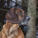 En hel vecka med viltspårsaktiviteter blir det i sommar, i Schweisshundklubbens regi. Foto: Jan Henricson
