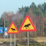 Under en period varnades det för älgar från både höger och vänster när riksväg 25 byggdes om. Foto: Lennart Jönsson