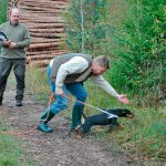 Bland annat viltspårchampionaten ökar igen efter en dipp år 2012, då nya provregler infördes. Foto: Marie Gadolin