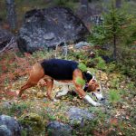 Stövar-SM ska kunna gå av stapeln som planerat, trots harpestutbrottet i Norrbotten. Foto: Lars-Henrik Andersson