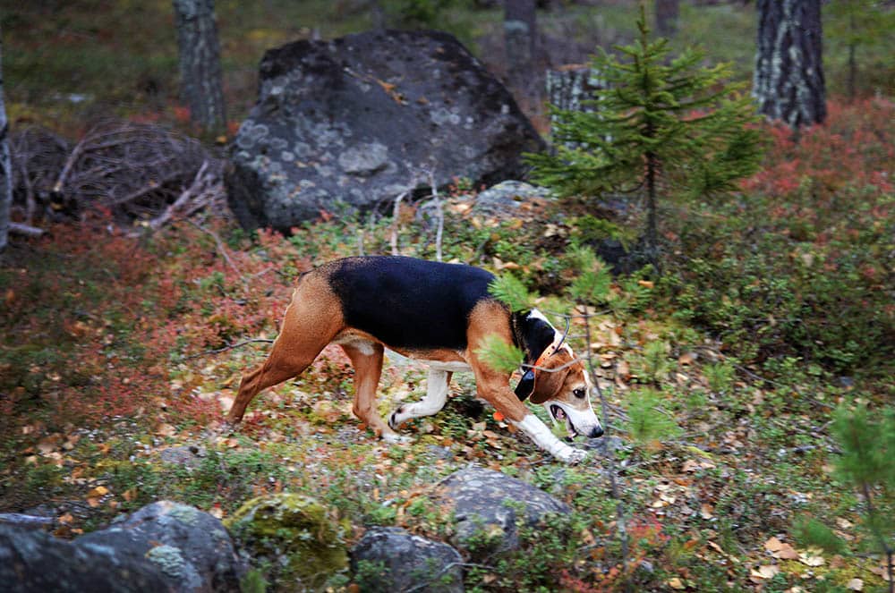Stövar-SM ska kunna gå av stapeln som planerat, trots harpestutbrottet i Norrbotten. Foto: Lars-Henrik Andersson