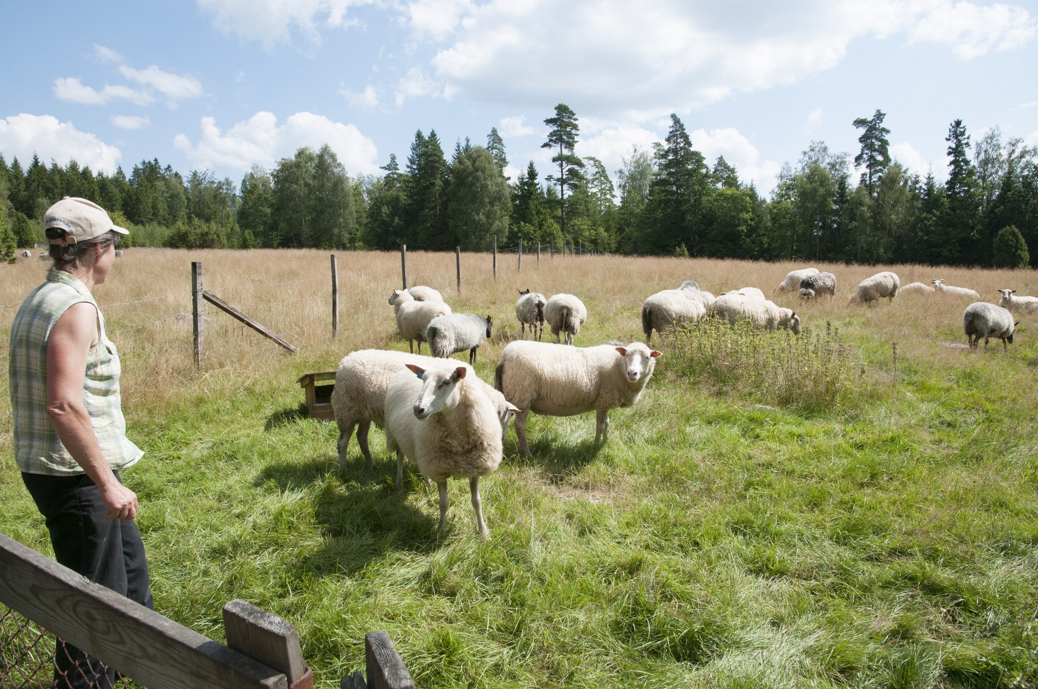 En allt ovanligare syn. Småbrukande djurhållare tvingas lägga ner sitt värv. Foto: Jan Henricson