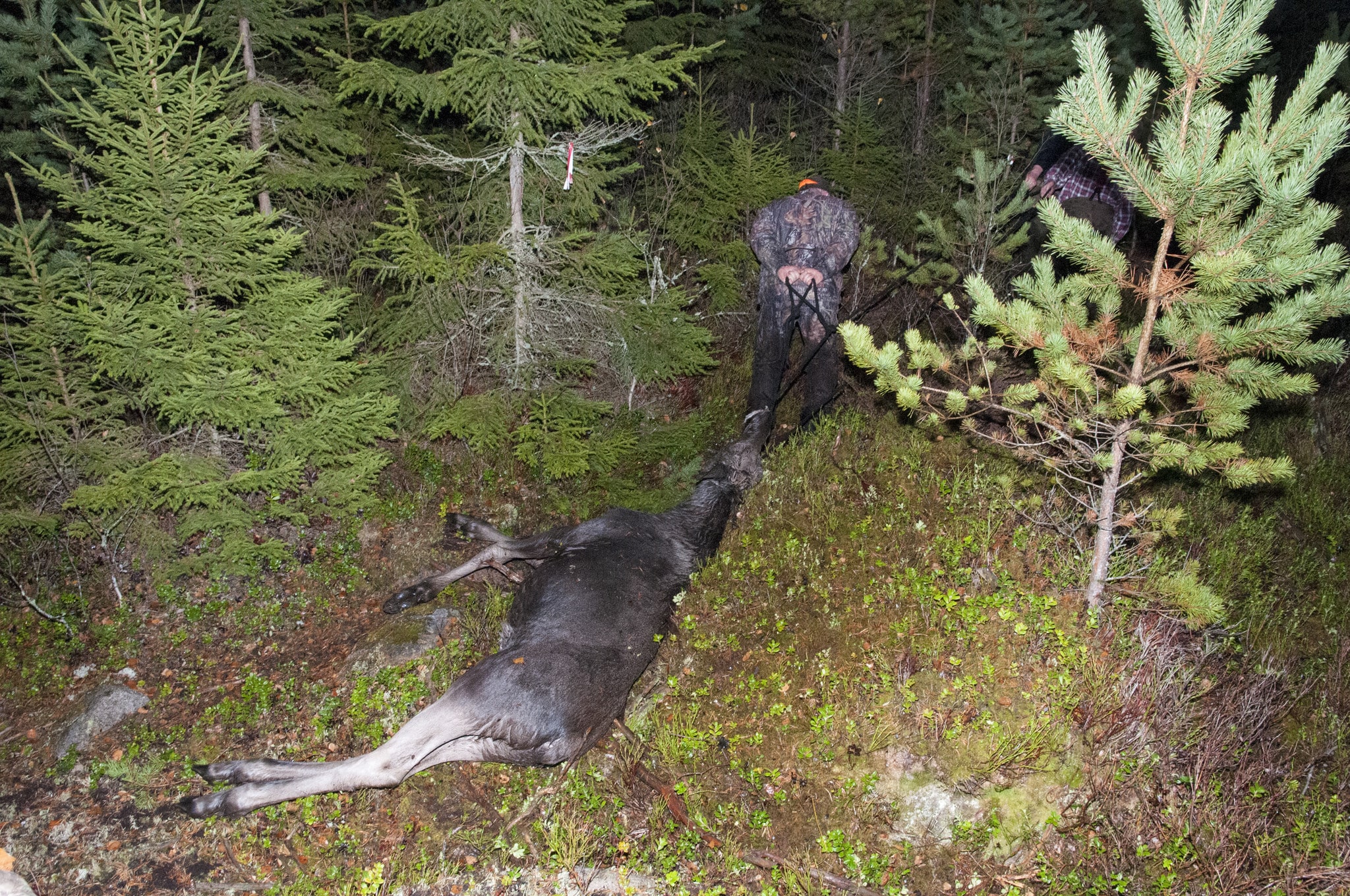 För varje vuxet djur ska det skjutas minst en kalv, en tillämpad reell adaptiv förvaltning, skriver debattören. Foto: Jan Henricson