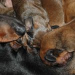 I projektet har valpar fått antingen toxinet eller saltlösning vid tre tillfällen under sina första två levnadsveckor, sedan följs de upp i två år. Arkivbild: Marie Gadolin