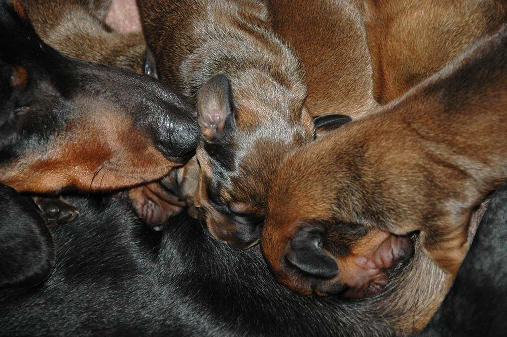 I projektet har valpar fått antingen toxinet eller saltlösning vid tre tillfällen under sina första två levnadsveckor, sedan följs de upp i två år. Arkivbild: Marie Gadolin