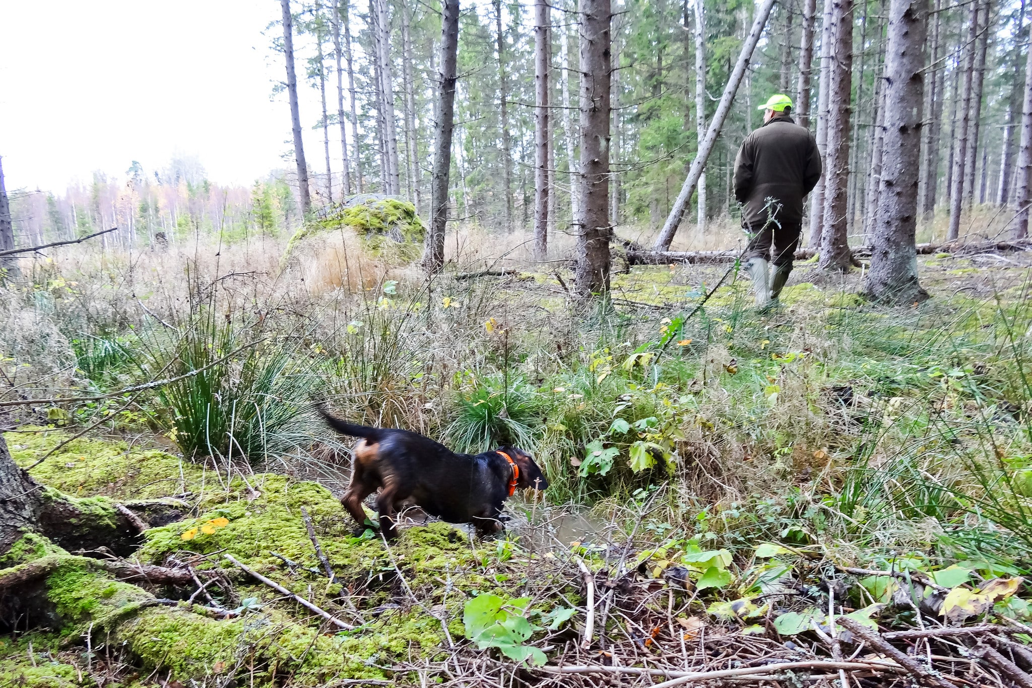 Idaholms Ludde på väg att söka kontakt med sin förare Mikael Fors på NM 2013. Foto: Barbro Zetterberg