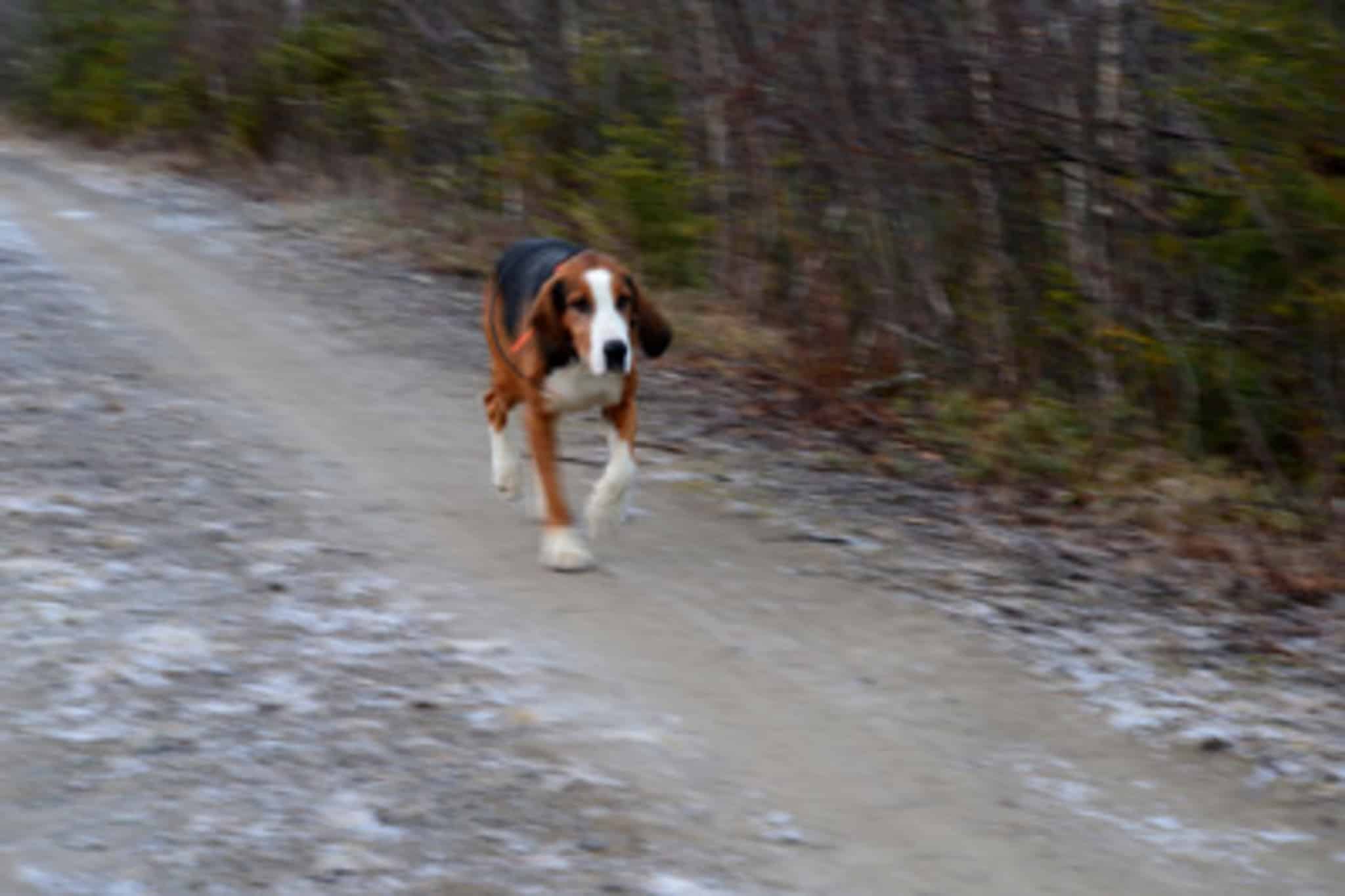 Bossmålas Frisko fixade de tuffa förhållandena och drev full tid båda SM-dagarna. Foto: Allan Bergström