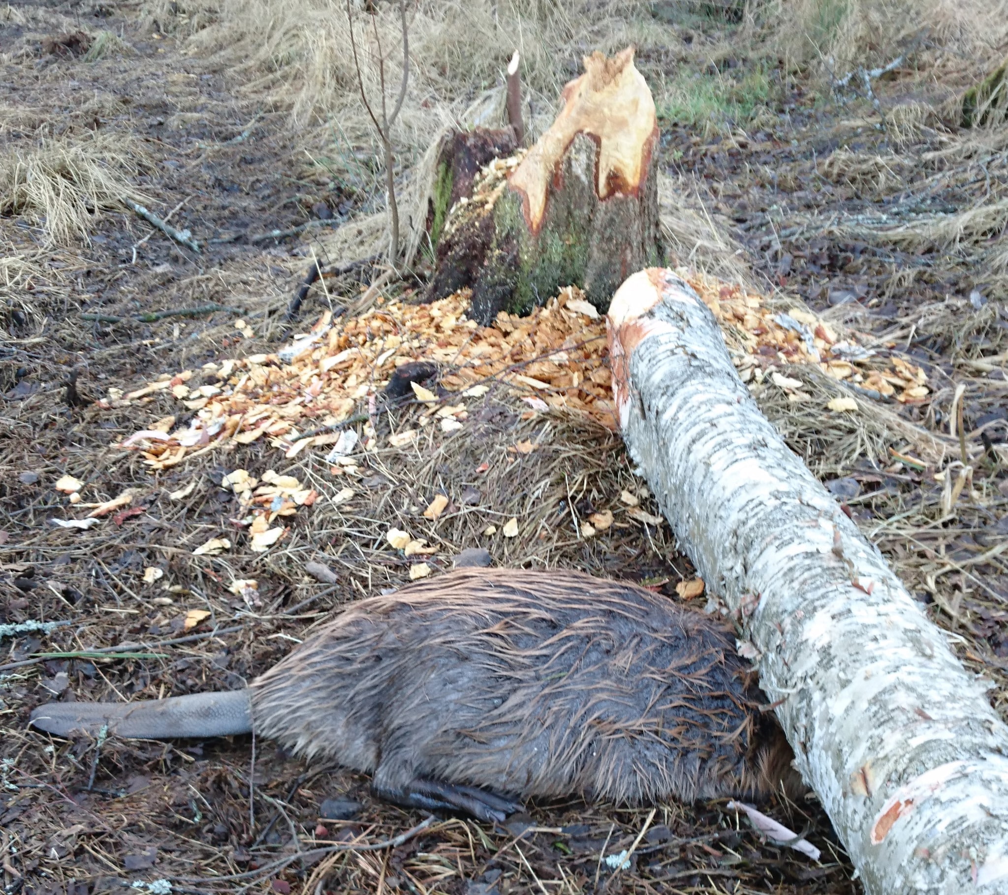 Foto: Gunnar Hangvar