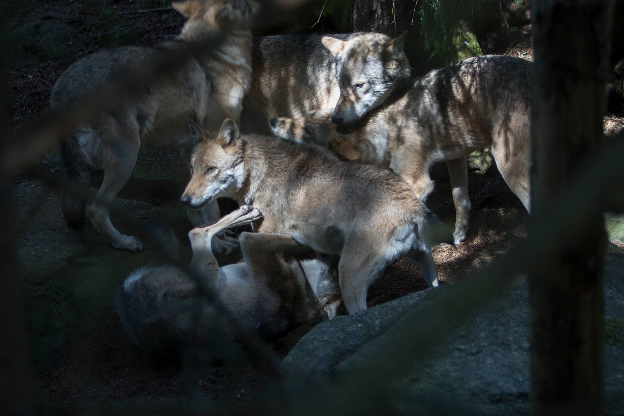 I Alberta, Kanada, skyddsjagas hela vargflockar för att få bukt med problembeteenden. Foto i hägn: Olle Olsson