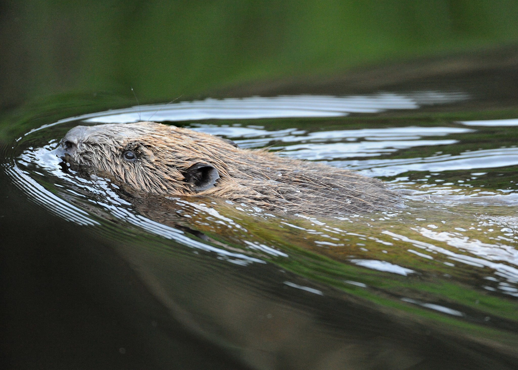 En dykande bäver kan förflytta sig mycket långa sträckor under vattnet. Foto: Kenneth Johansson