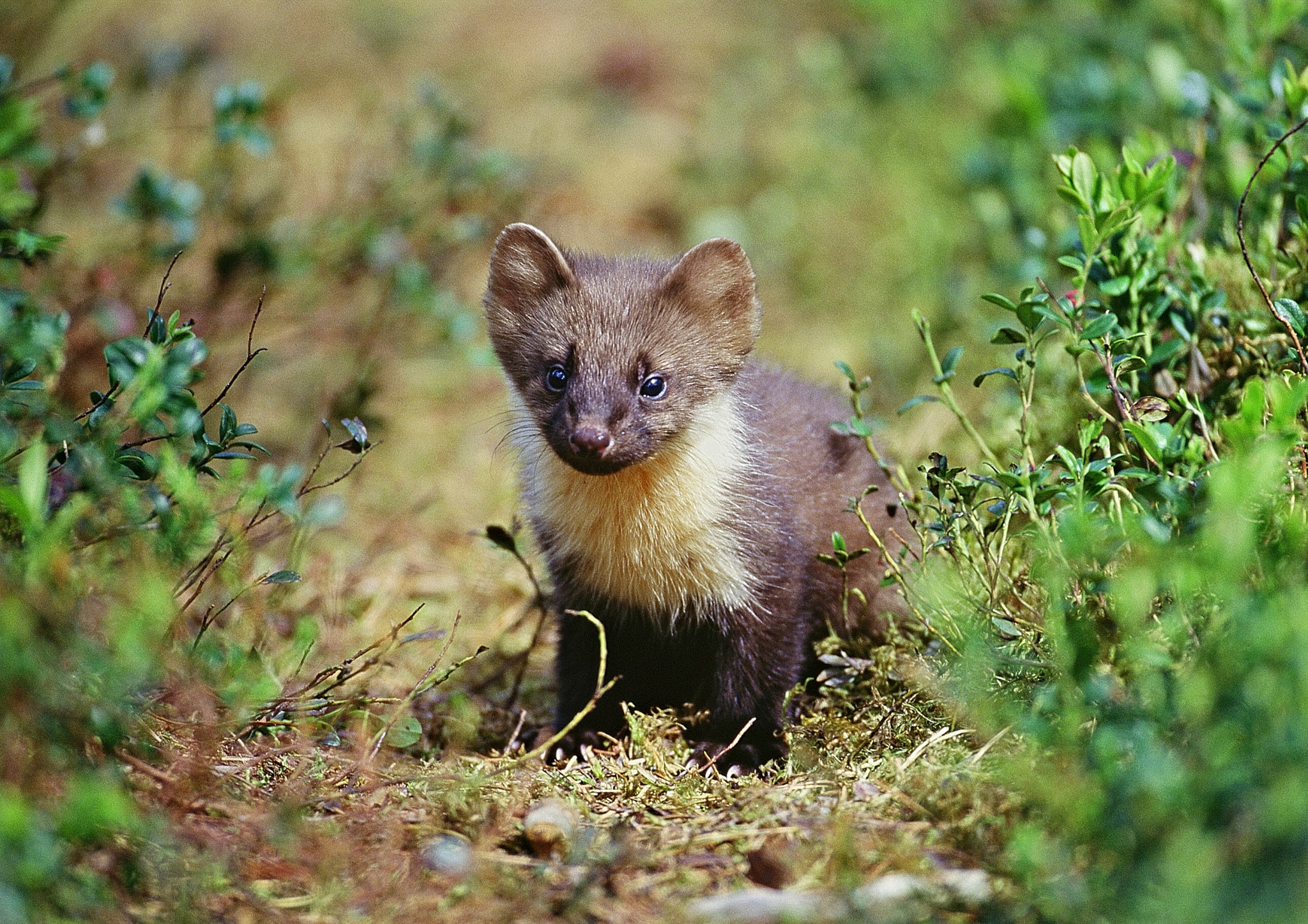 Mårdens långsmala, smidiga kropp är väl lämpad för att klättra i träd men avger också mycket värmeenergi. Foto: Kenneth Johansson