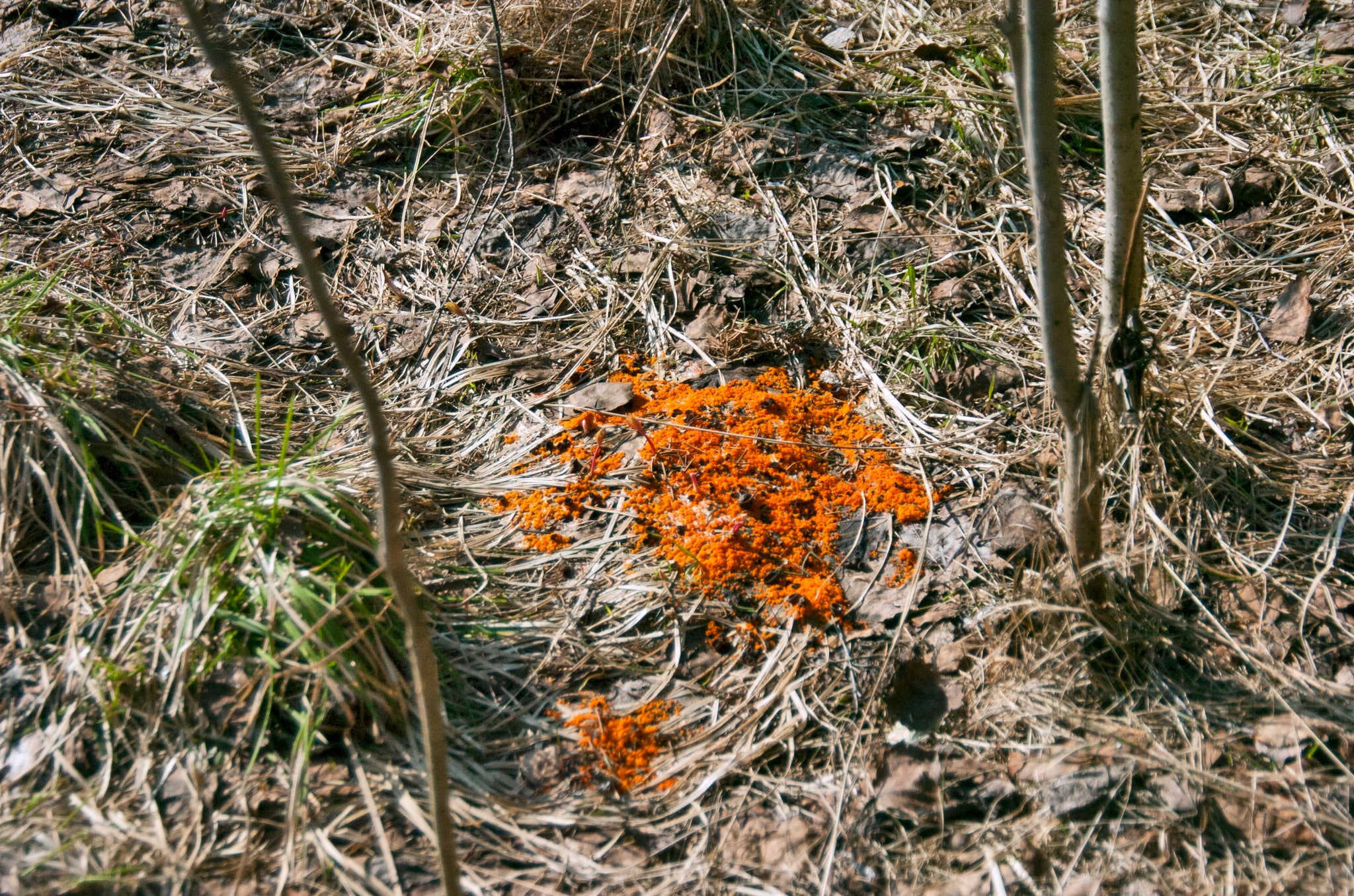 Det är så här man ser den, som en starkt orangefärgad fläck på marken efter snösmältningen. Foto: Bernt Karlsson