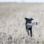 Labradoren ökar sitt avstånd till tvåan golden retriever och är den i särklass populäraste hundrasen i Sverige. Foto: Jan Henricson