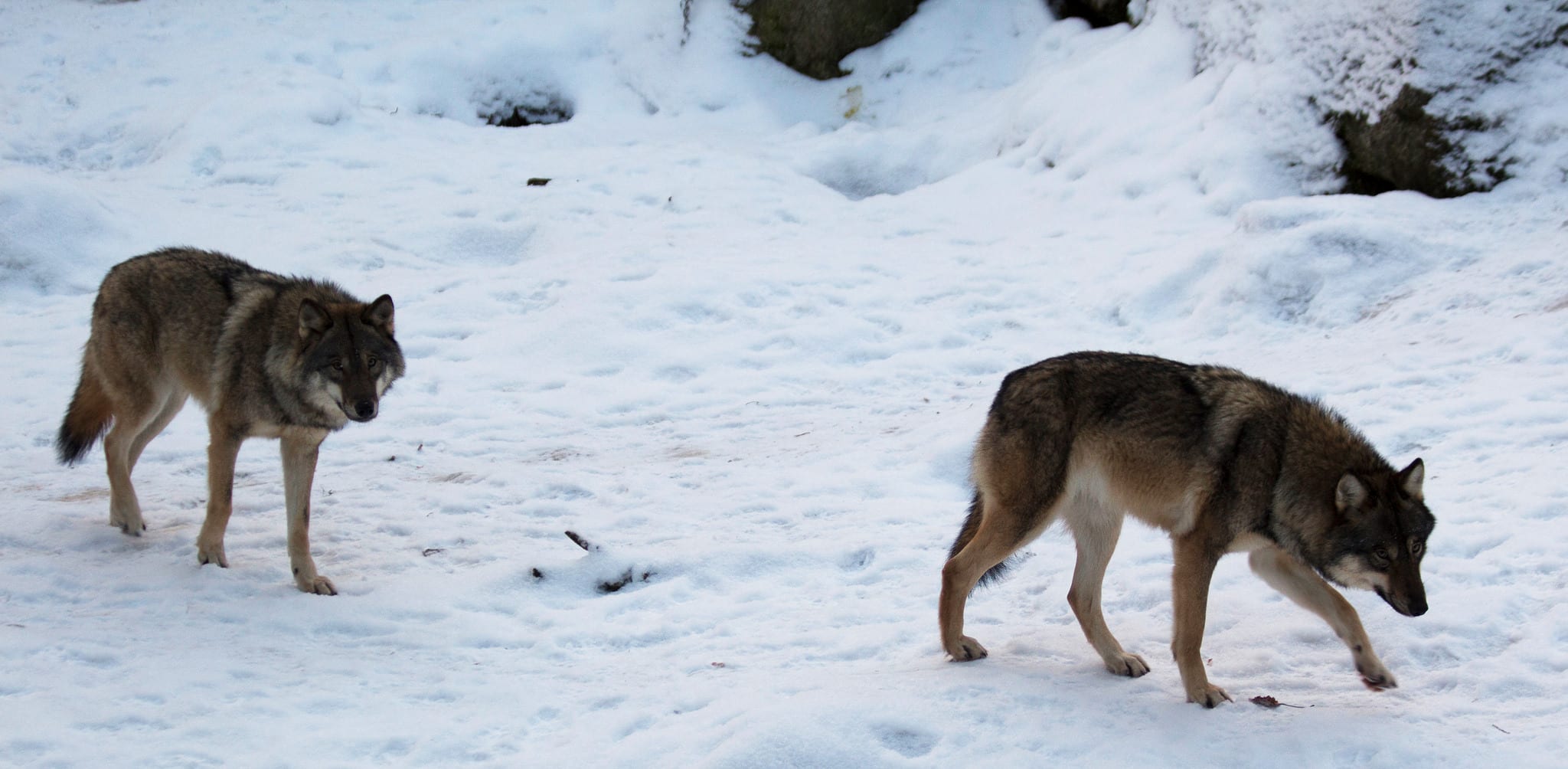 Stäm staten på ersättning för ekonomiska förluster på grund av varg, tycker insändarskribenten. Foto i Lycksele djurpark: Lars Nilsson