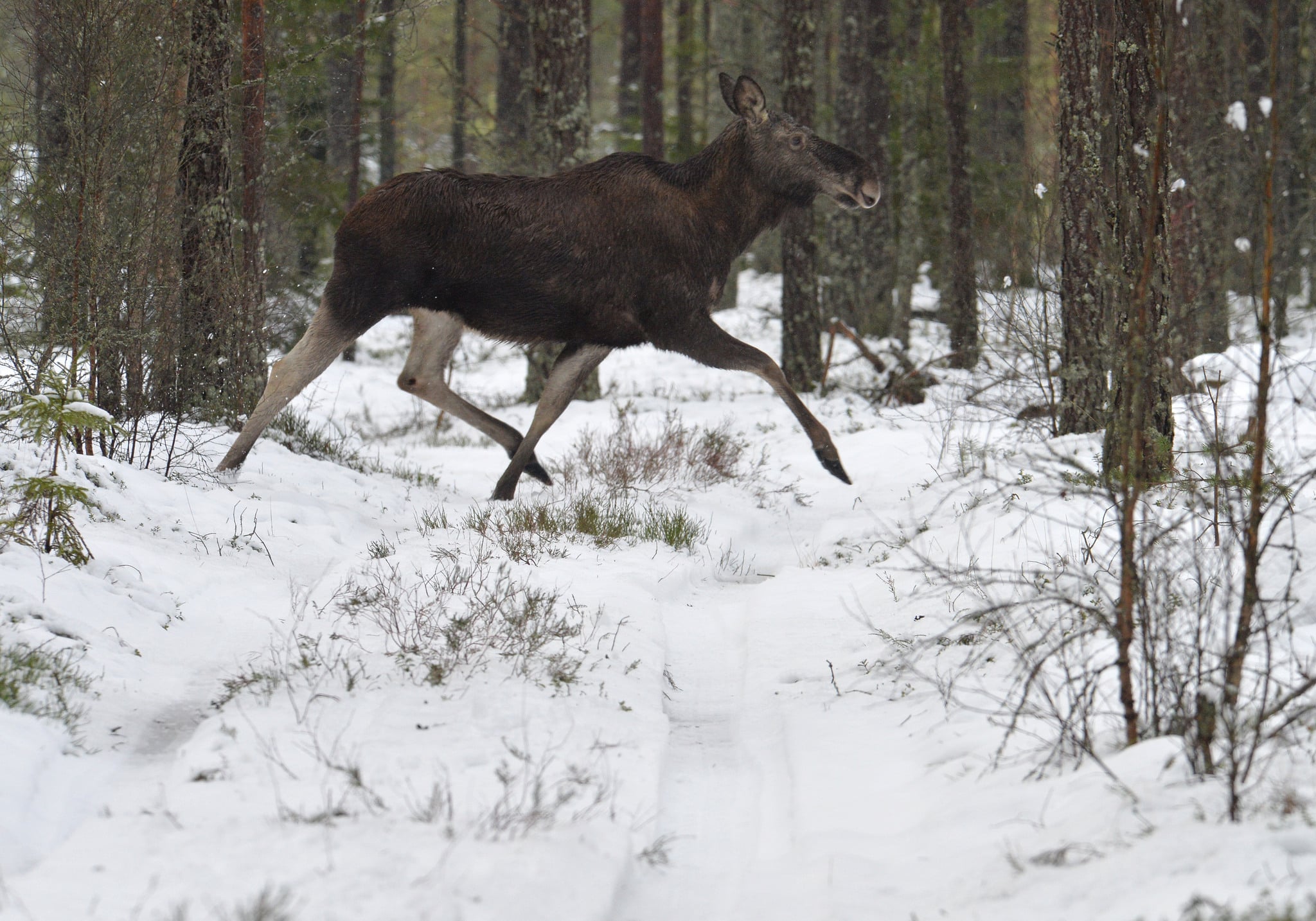 Foto: Kenneth Johansson