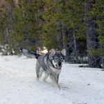 Kennelklubben intensifierar nu sitt arbete för att få fler att uppmärksamma fördelarna med en renrasig jakthund. Foto: Lars-Henrik Andersson