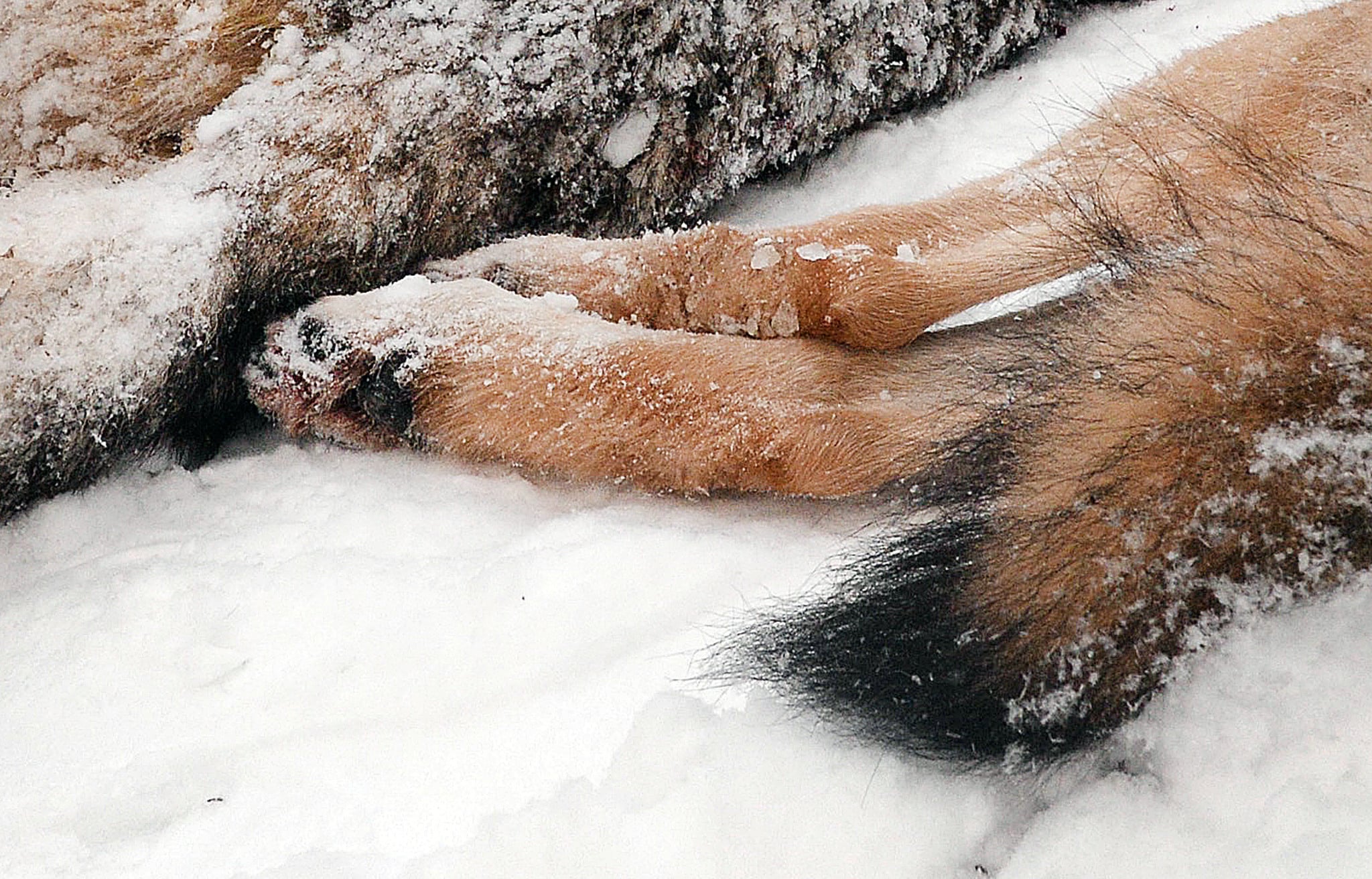 ”Kräv ett tillfälligt totalstopp för flyktingar i kommunen till regeringen har tagit tag i och skapat lösningar på landsbygdens enorma problem, den förda rovdjurspolitiken.” Foto: Lars-Henrik Andersson