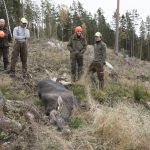 Insändarskribenten menar att det finns ett bra om än inte billigt sätt att få tag på viltkött. Att börja jaga. Foto: Jan Henricson