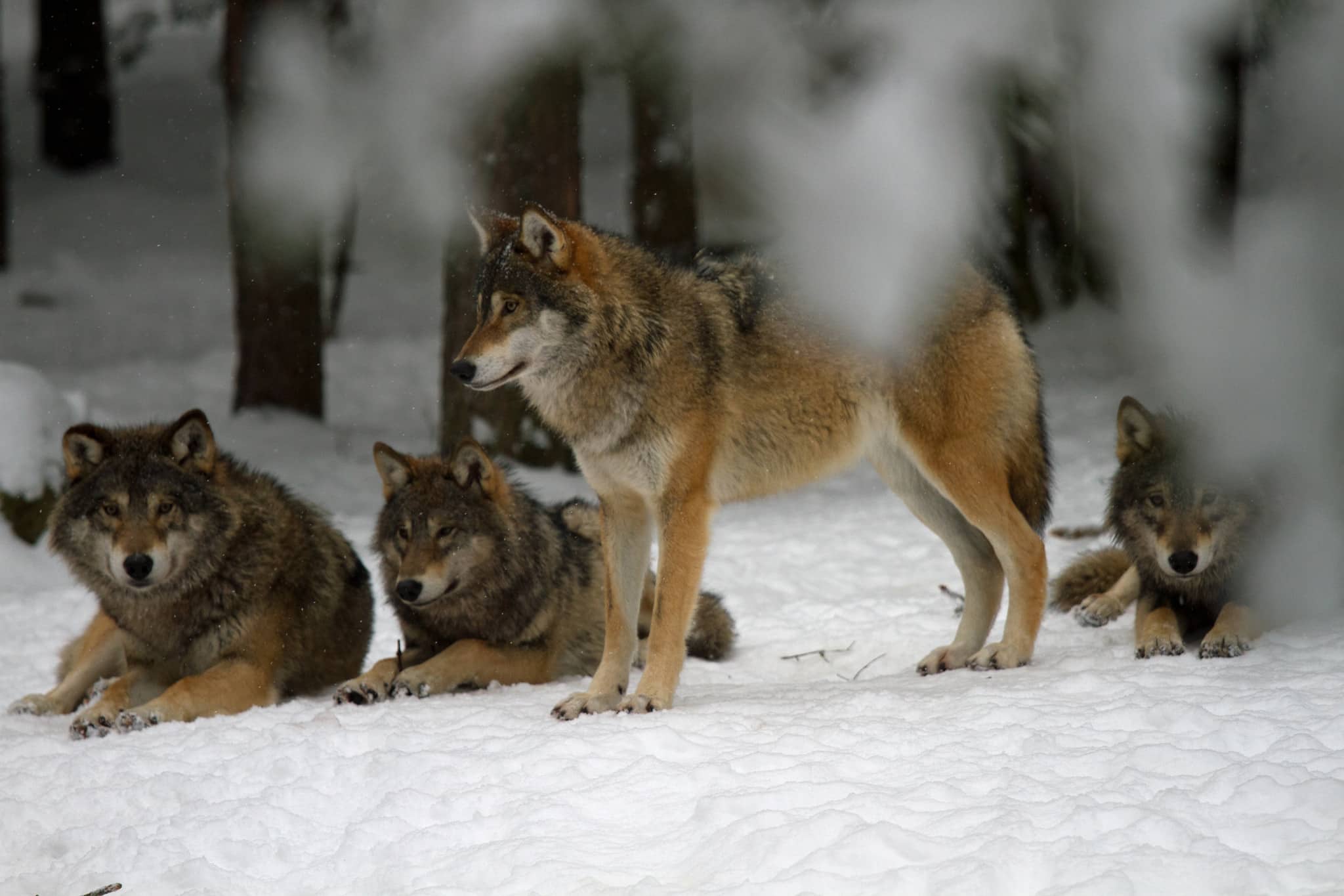 Varför ska jag betala det statliga jaktkortet när inte staten sköter sitt åtagande utan tillåter en okontrollerad tillväxt i vargstammen, undrar debattören. Foto: Olle Olsson