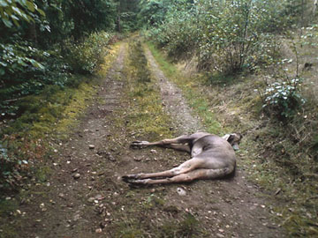 Fallviltet upplevs öka inom Kalmar län.