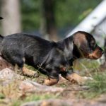 Hundägare kan numera registrera sin hund via Jordbruksverkets webbplats. Foto: Olle Olsson