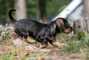 Hundägare kan numera registrera sin hund via Jordbruksverkets webbplats. Foto: Olle Olsson