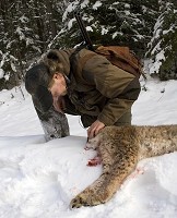 Naturvårdsverket utökar årets lodjursjakt inom renskötselområdet. Foto: Olle Olsson