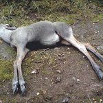 Älgkalven var fin och välväxt, men enligt analysen på SVA kan ett fästingbett vara orsaken till att den dog.