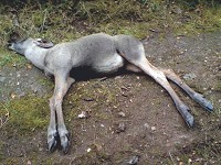 Älgkalven var fin och välväxt, men enligt analysen på SVA kan ett fästingbett vara orsaken till att den dog.