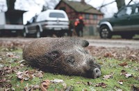 Vildsvinsolyckorna ökar kraftigt och har på allvar börjat oroa försäkringsbolagen. I synnerhet som de ger dyrare reparationskostnader på fordonen än älgkollisionerna. Foto: Mattias Johansson