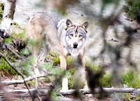 Vargforskarna föreslår nu flera radikala åtgärder för att förbättra vargstammens genetiska status. Foto: Olle Olsson