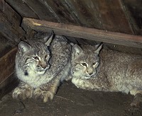 Ett fällfångat lodjur stressas inte och ligger för det mesta helt stilla. Foto: Tomas Johansson