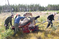 Sveaskog funderar på att införa ett rörligt system för arrendepriserna. Foto: Olle Olsson