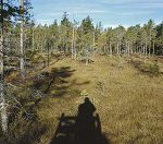 Många jägare har reagerat kraftigt på Sveaskogs beslut att chockhöja arrenderpriserna. Foto: Jan Henricson