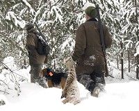 Två lodjur fälldes under premiärdagens jakt i Alfta, Hälsingland. Foto: Olle Olsson