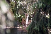 Lodjur är det  stora rovdjur som kostar jägarna mest i minskat jaktvärde. Foto: Olle Olsson