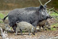 Foto: Sten Christoffersson