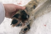 Jägareförbundet vill införa jakt på varg så fort som möjligt. Foto: Olle Olsson