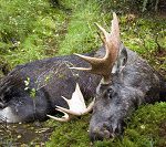 Sju skogsbolag vill att den jämtländska älgstammen ska minska. Foto: Olle Olsson